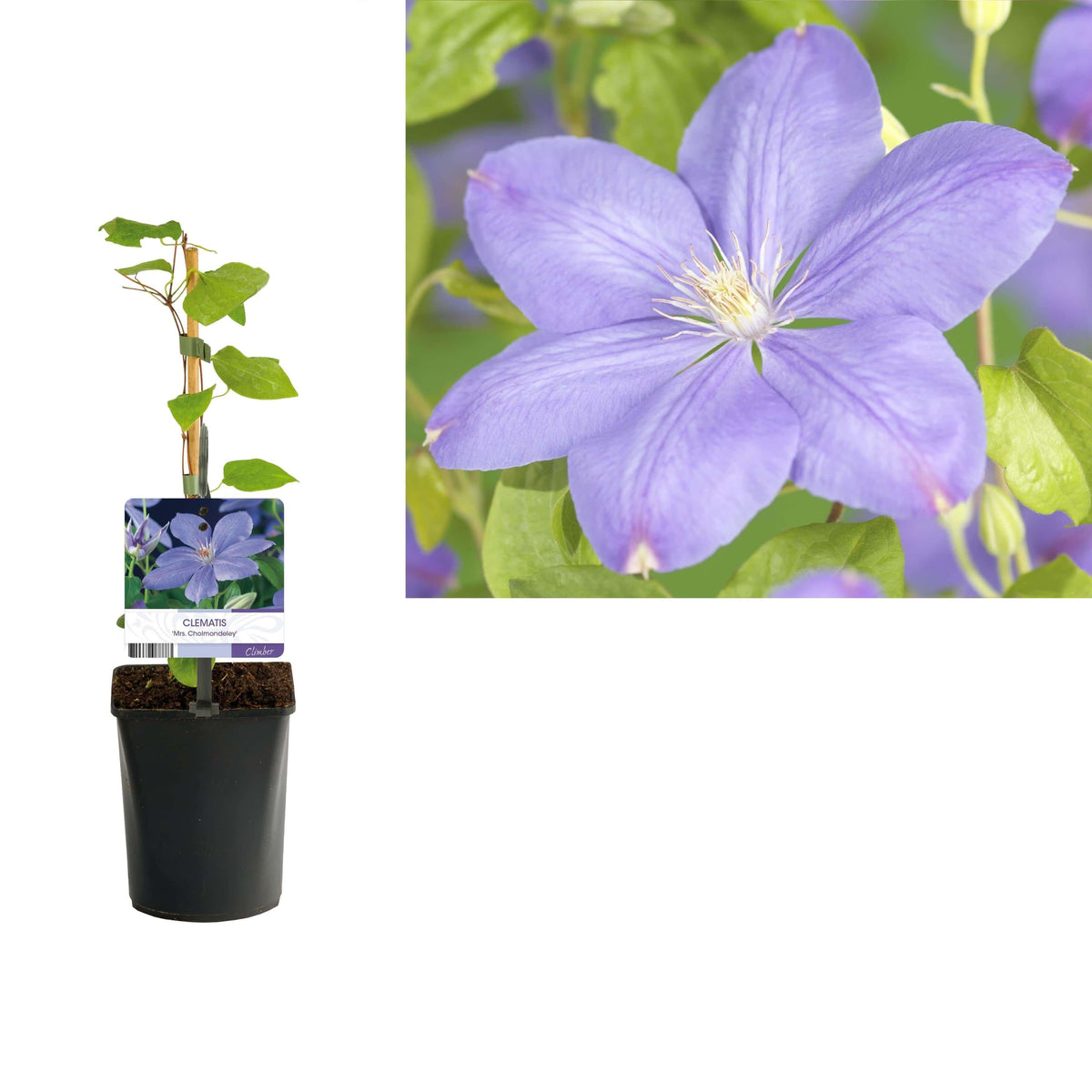 Clematis 'Mrs. Cholmondeley' +light Label - Ø11cm - ↕40cm