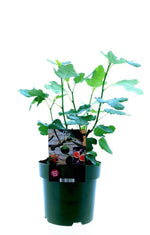 Ficus Carica Bornholm - Ø19cm - ↕50cm