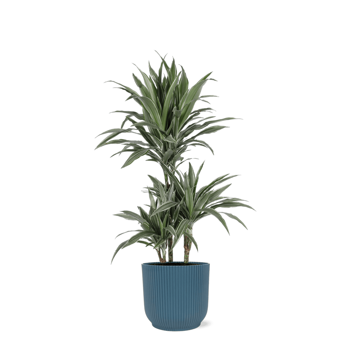 Dracaena Warneckii Ø21cm - ↕65cm in Vibes BLUE pot