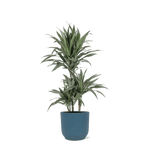 Dracaena Warneckii Ø21cm - ↕65cm in Vibes BLUE pot