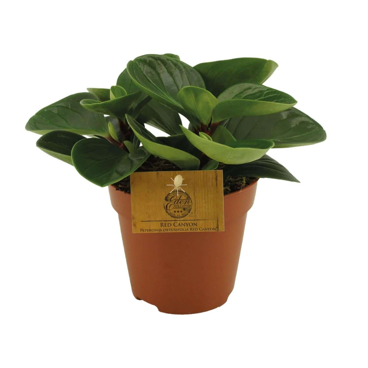 Peperomia Red Canyon - Ø12cm - ↕20cm