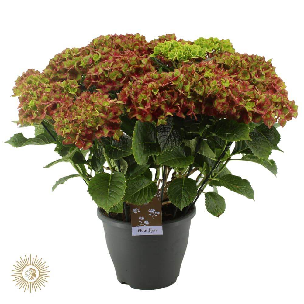 Hortensie Schloss Wackerbarth (Hortensia) - Ø23cm - ↕50cm