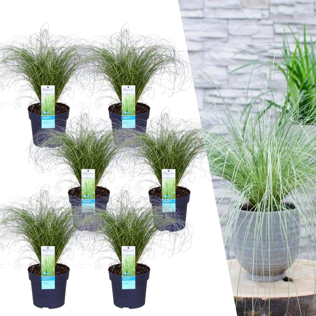 6 x Carex comans 'Frosted Curls' - Ø 14 cm - ↨ 25 cm