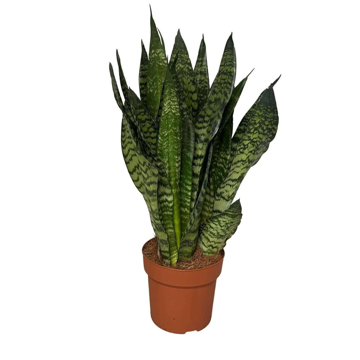 Sansevieria Zeylanica 3PP - Ø17cm - ↕55cm