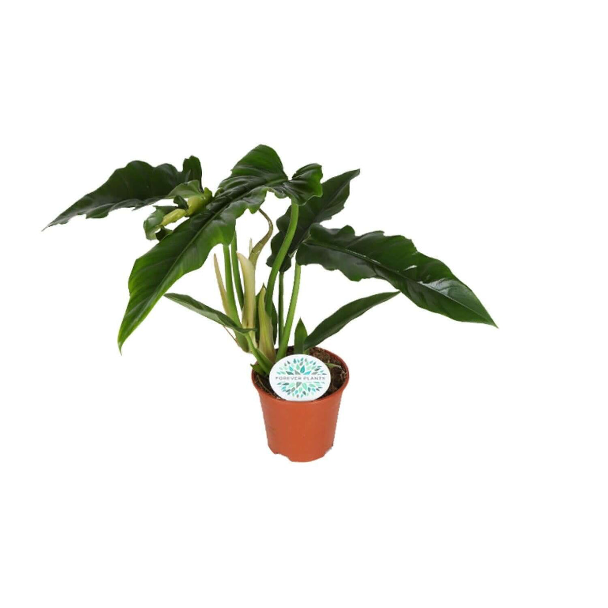 Philodendron Narrow - Ø14cm - ↕40cm