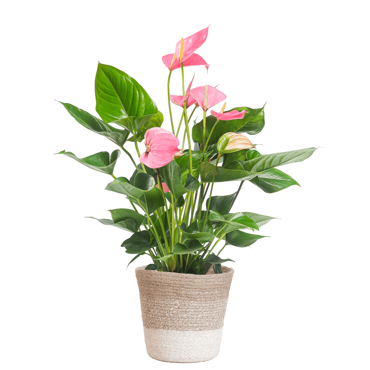 Anthurium Pink explosion met Lissabon mand wit - 55cm - Ø17