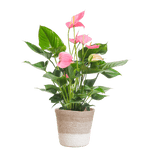 Anthurium Pink explosion met Lissabon mand wit - 55cm - Ø17