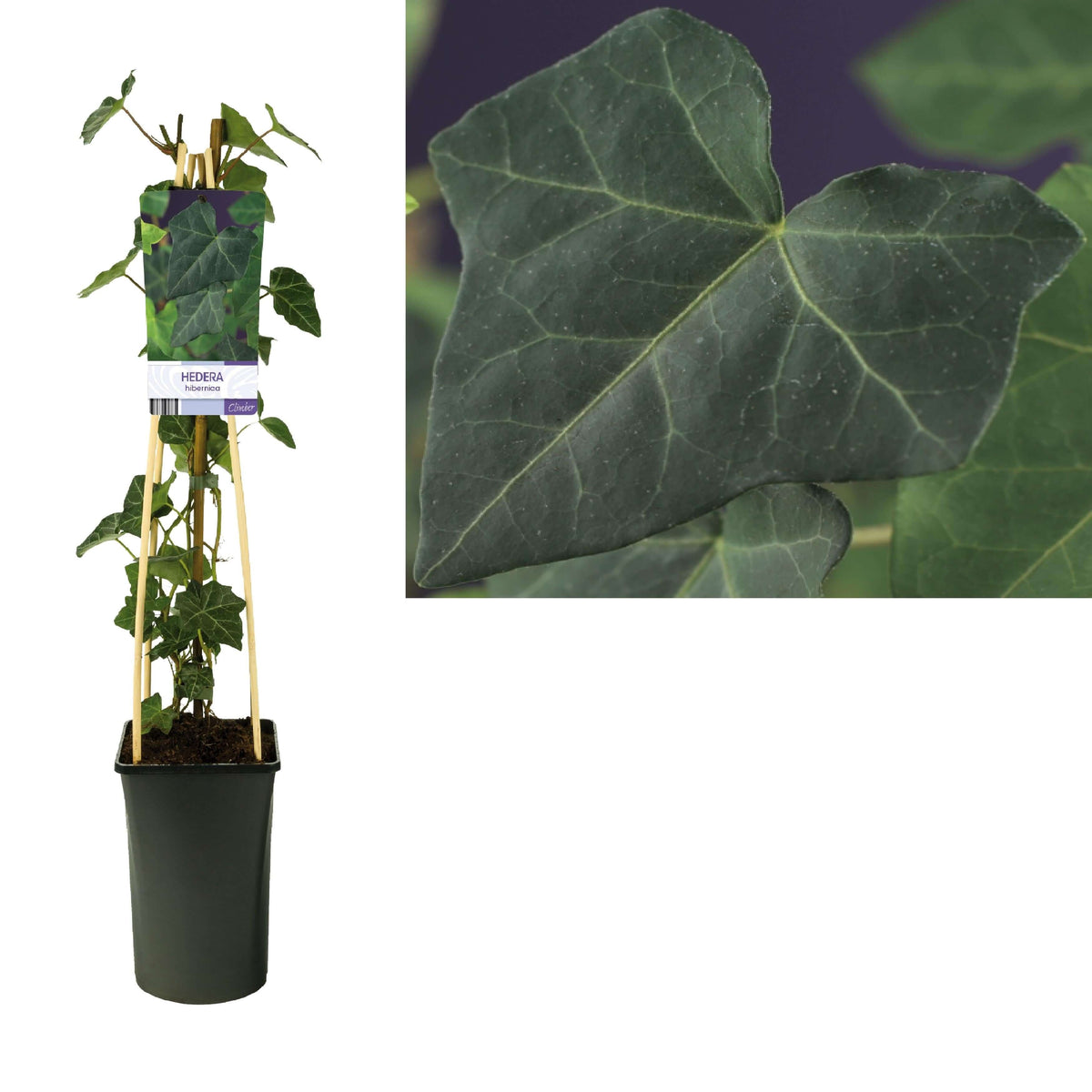 Hedera Hibernica +light Label - Ø17cm - ↕75cm