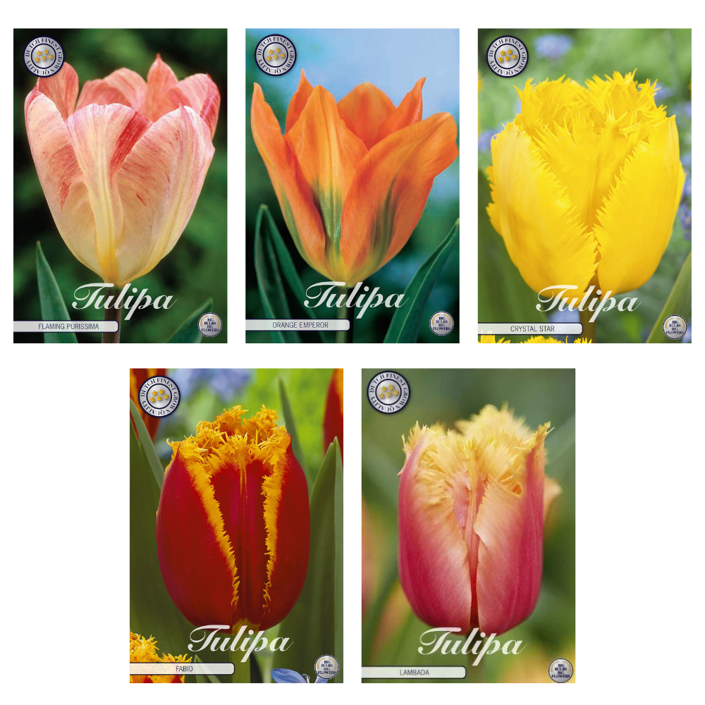 Tulipa - Bloembollen Mix (4) - 5 soorten - 47 bollen