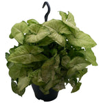 Syngonium 'White Butterfly' - Ø19cm - ↕45cm