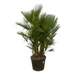 Chamaerops Humilis multi stam - 180 cm - Ø45cm