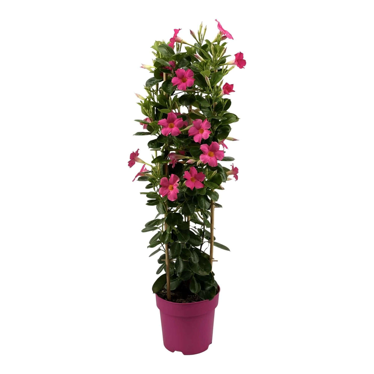 Mandevilla Sundaville Early Pink In Toren (Dipladenia) - Ø19cm - ↕75cm