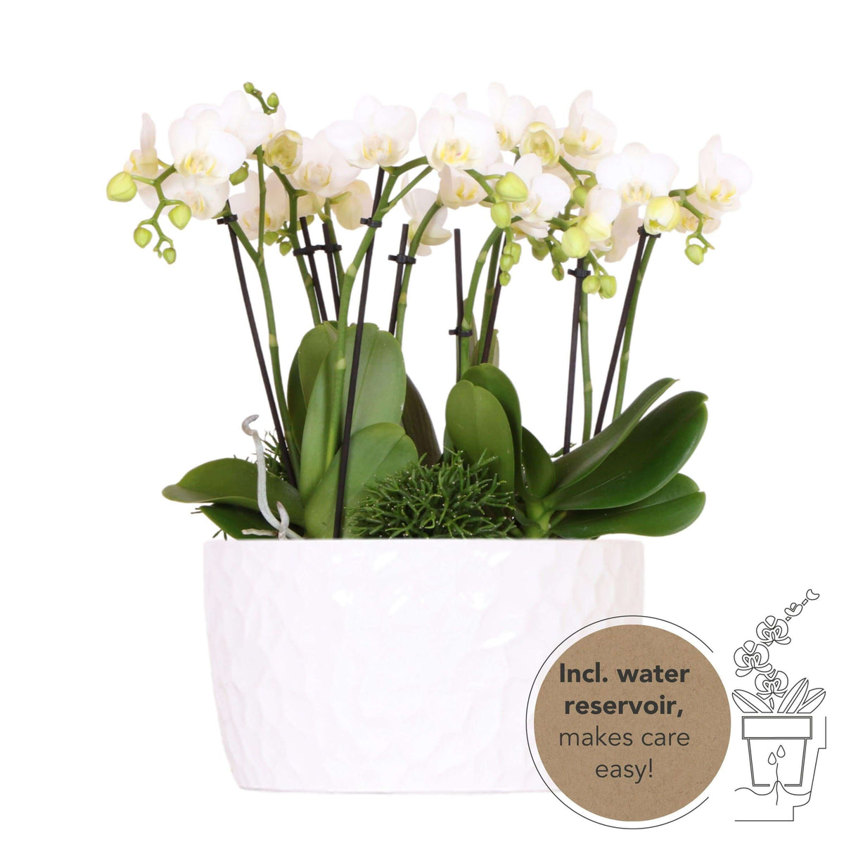 Kolibri Orchids | witte plantenset in Honey dish incl. waterreservoir | drie witte orchideeën Amabilis 9cm en drie groene planten | Jungle Bouquet wit met zelfvoorzienend waterreservoir