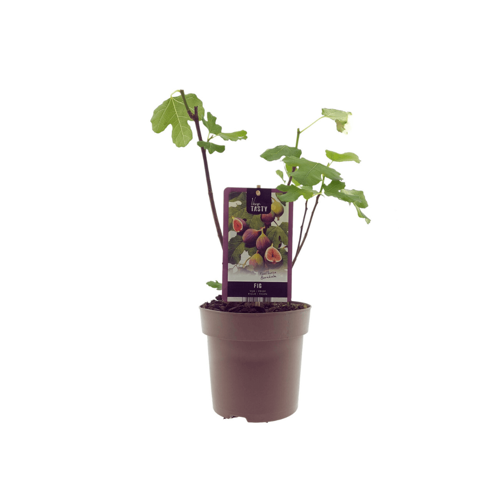 Ficus Bornholm (15017) - Ø15cm - ↕40cm