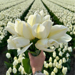 Flowerbulbs Amsterdam - Purissima - 15 bloembollen - Maat 12+