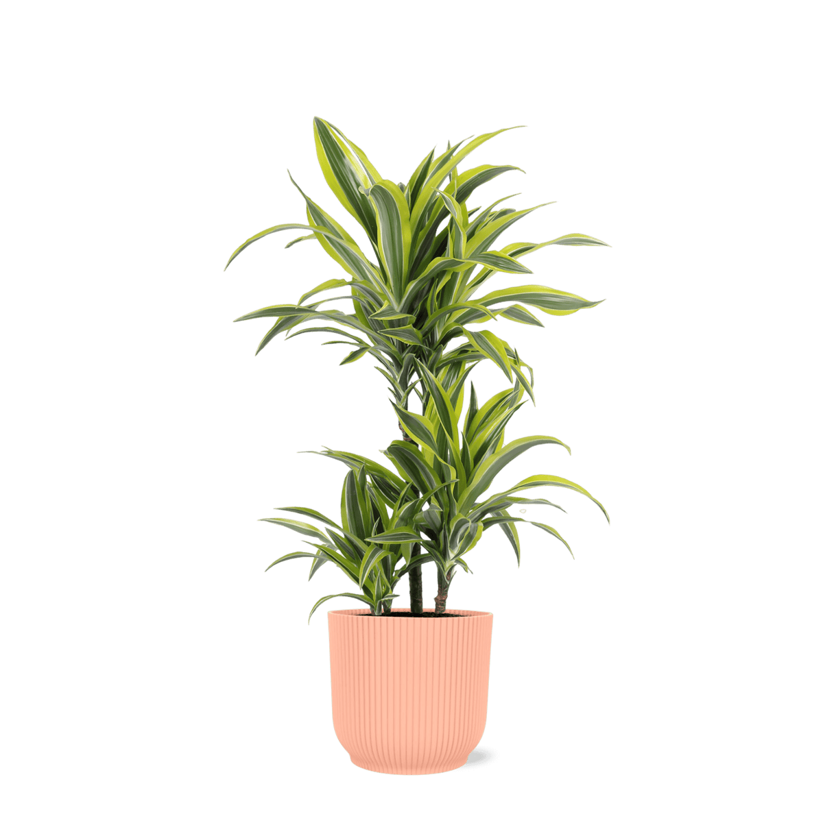 Dracaena Lemon Lime Ø21cm - ↕65cm in Vibes ROZE pot