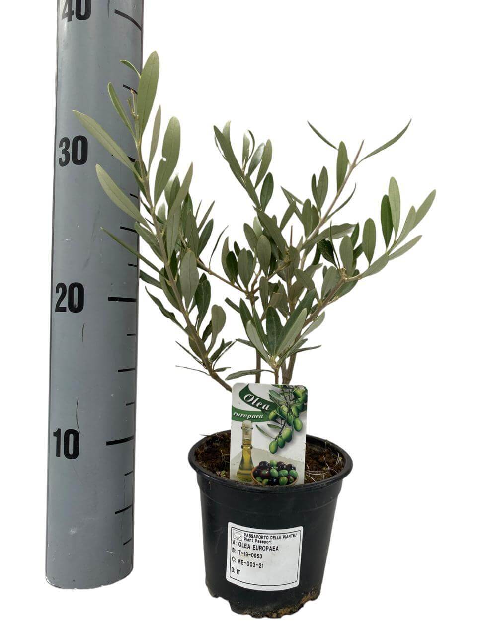 Olea Europaea - Ø12cm - ↕30cm