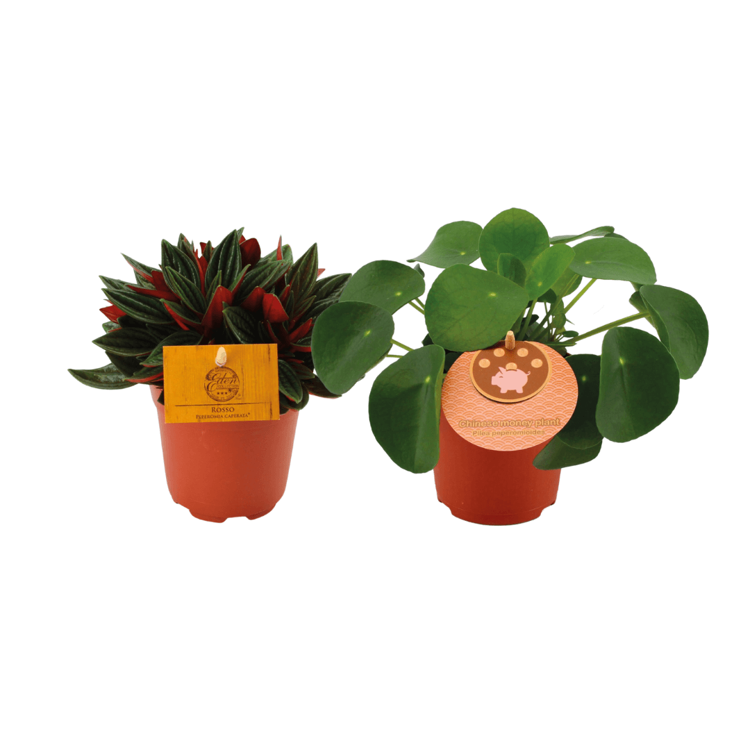 Peperomia Duo Rosso/Pilea Peperomioides - 2 stuks - Ø10.5cm - ↕15cm