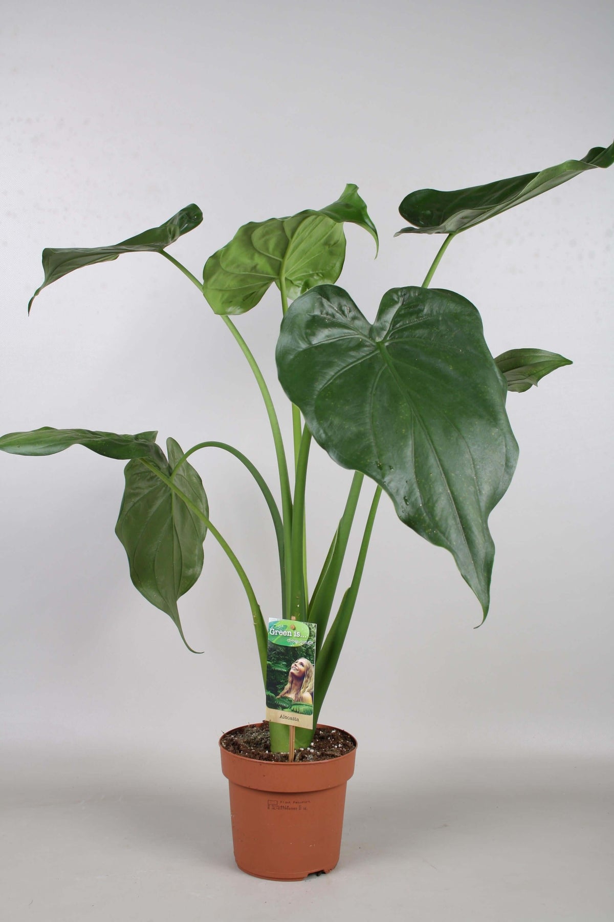 Alocasia Cucullata - Hoogte 90-100 - Ø17cm - ↕90cm