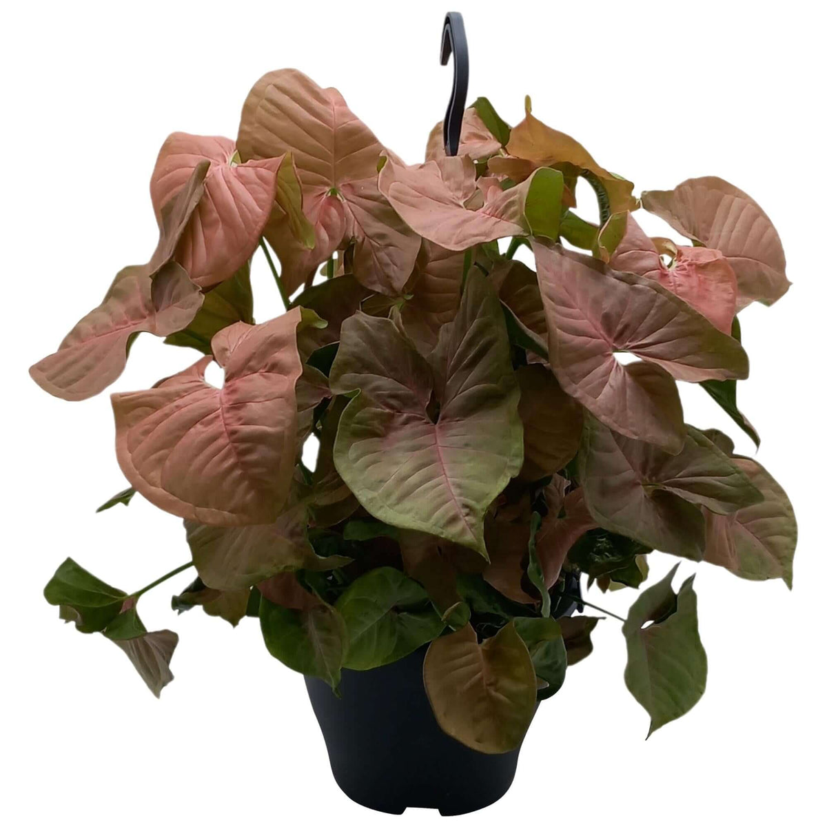 Syngonium Red Heart - Ø19cm - ↕35cm