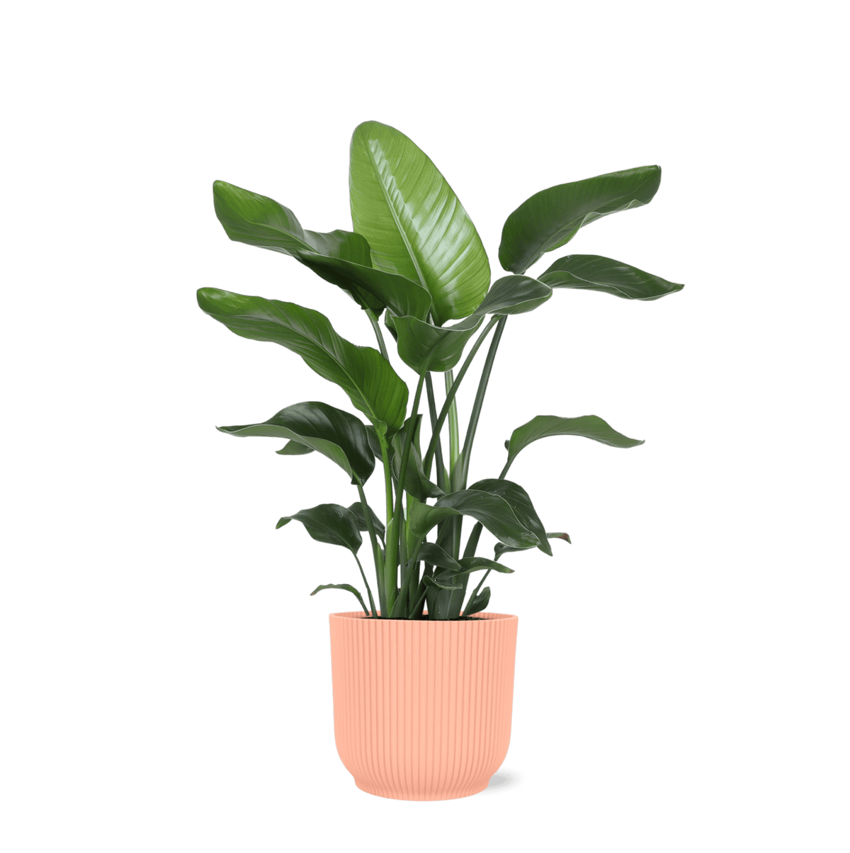 Strelitzia Nicolai - Ø21cm - ↕80cm in Vibes ROZE pot