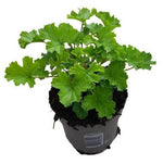 Pelargonium 'Nova' Anti-Mosquito - Ø10.5cm - ↕20cm