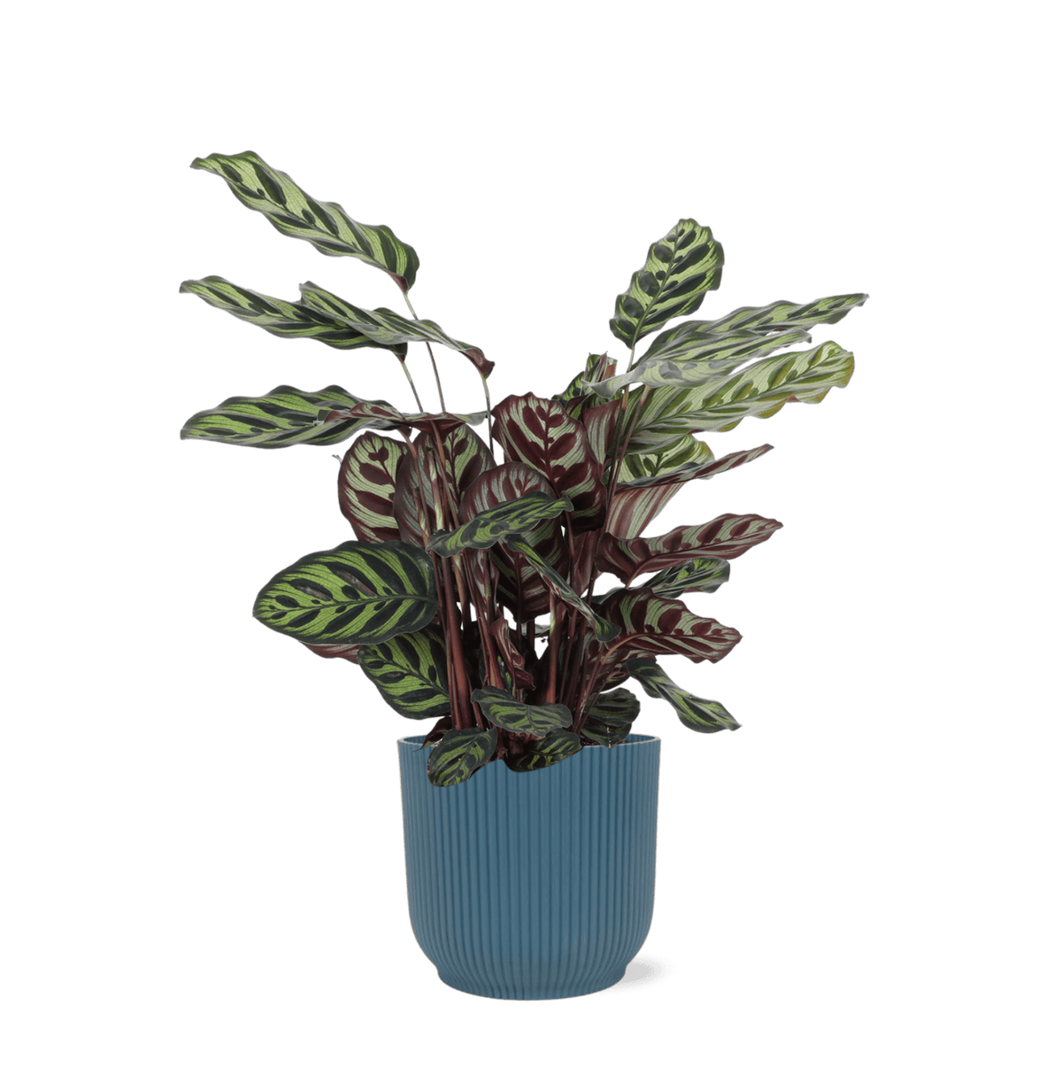 Calathea Makoyana Ø21cm - ↕70cm in Vibes BLUE pot