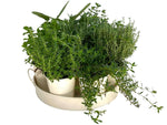 Kruiden Mix Op Zink Dienblad (7 Planten) - Ø25cm - ↕20cm