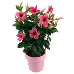 Mandevilla Sundaville Flamingo Pink Op Rek (Dipladenia) - Ø14cm - ↕40cm