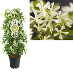 FleuraTerrazza C7 Trachelospermum Jasminoides +label - Ø28cm - ↕115cm