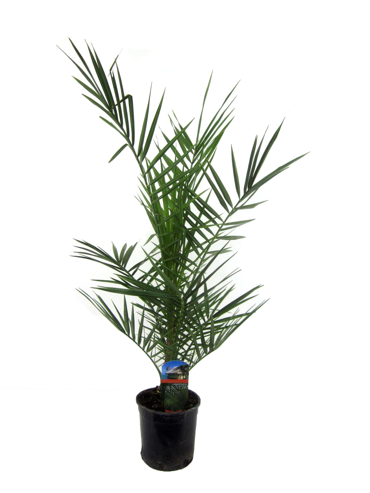 Phoenix Canariensis - 80 cm - Ø15cm