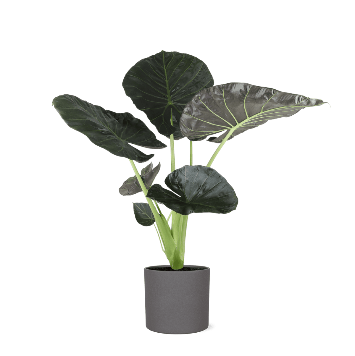 Alocasia Regal Shield Ø24cm - ↕110cm in Era ANTRACIET pot