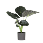 Alocasia Regal Shield Ø24cm - ↕110cm in Era ANTRACIET pot