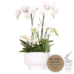 Kolibri Orchids | witte plantenset in Scandic dish incl. waterreservoir | drie witte orchideeën en drie groene planten | Field Bouquet wit met zelfvoorzienend waterreservoir.