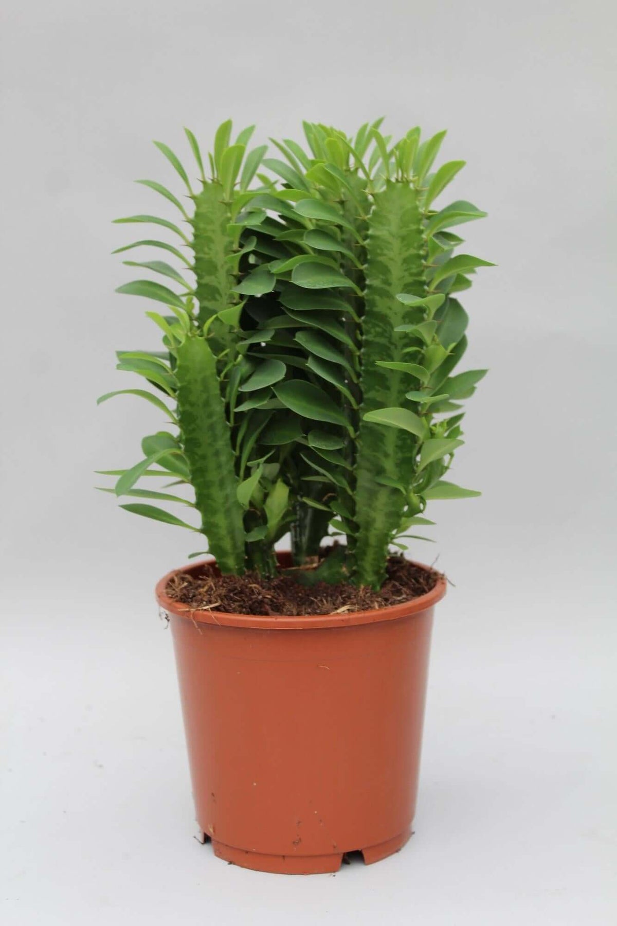 Euphorbia Trigona - Ø12cm - ↕40cm