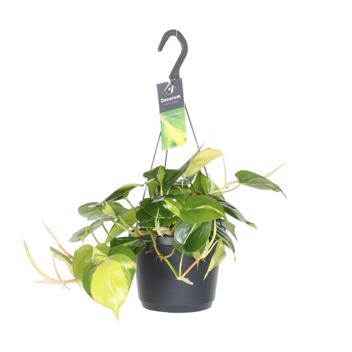 Philodendron Scandens Brasil - Ø17cm - ↕35cm