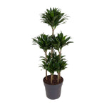 Dracaena Compacta - Ø31cm - ↕130cm