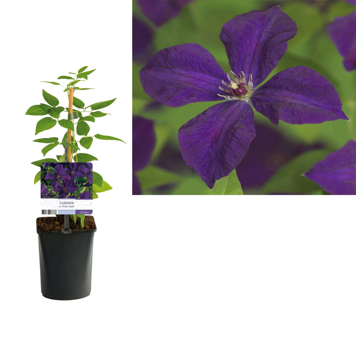 Clematis Vit. 'Polish Spirit' +light Label - Ø11cm - ↕40cm