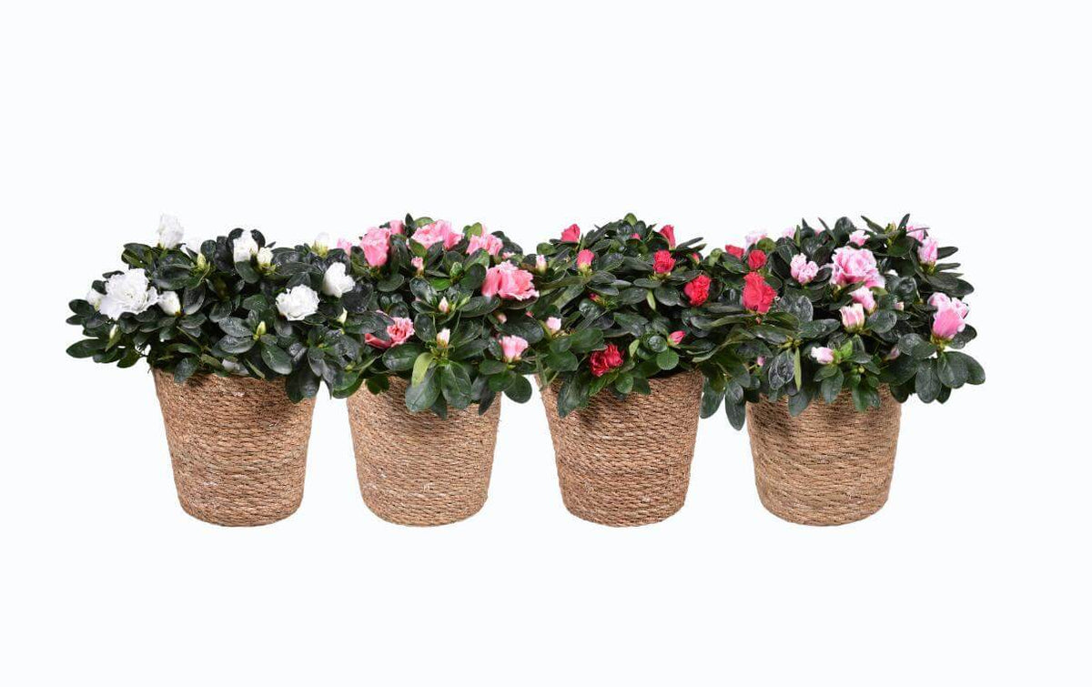 Azalea Gemengd 14cm In Mand 17cm - Ø14cm - ↕35cm