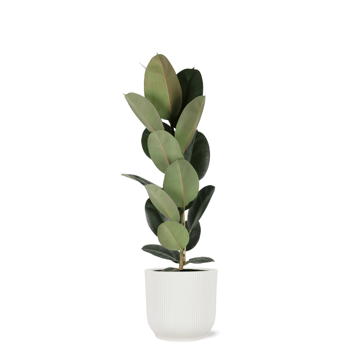 Ficus Elastica Robusta - Ø21cm - ↕90cm in Vibes WIT pot