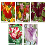 Tulipa - Bloembollen Mix (9) - 5 soorten - 35 bollen