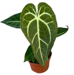 Anthurium Regale X Magnificum - Ø10.5cm - ↕15cm