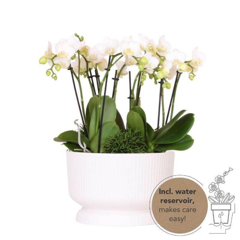 Kolibri Orchids | witte plantenset in Diabolo white dish incl. waterreservoir | drie witte orchideeën en drie groene planten | Jungle Bouquet wit met zelfvoorzienend waterreservoir