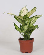 Dieffenbachia Amy - Ø12cm - ↕35cm