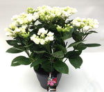 Hydrangea Frisbee Wit (teller) (Hortensia) - Ø23cm - ↕50cm