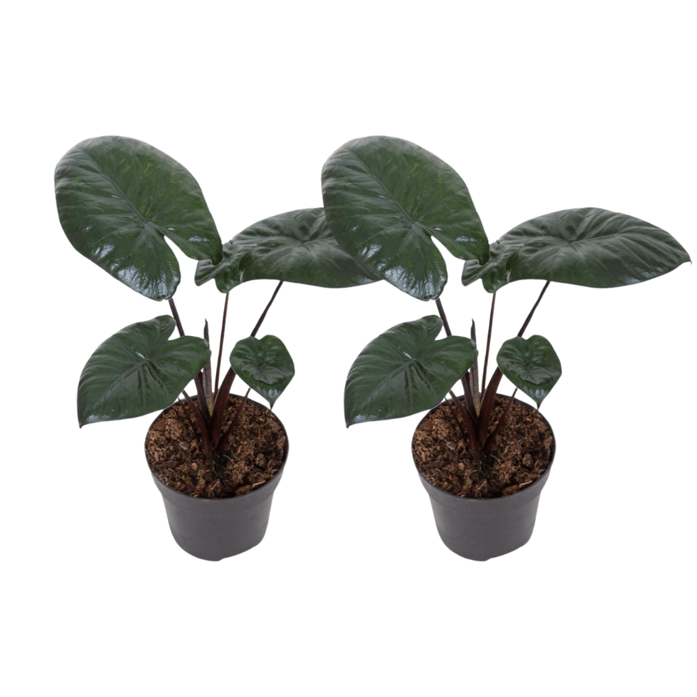 Alocasia Choclate Green - 2 stuks - Ø12cm - ↕27cm