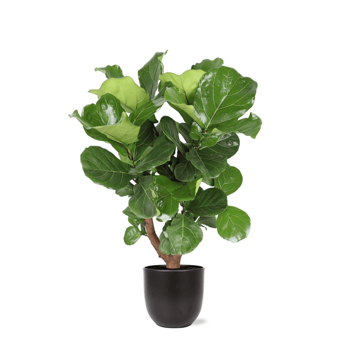 Ficus Lyrata (Vertakt) Ø27cm ↕130cm in Boule ANTRACIET pot