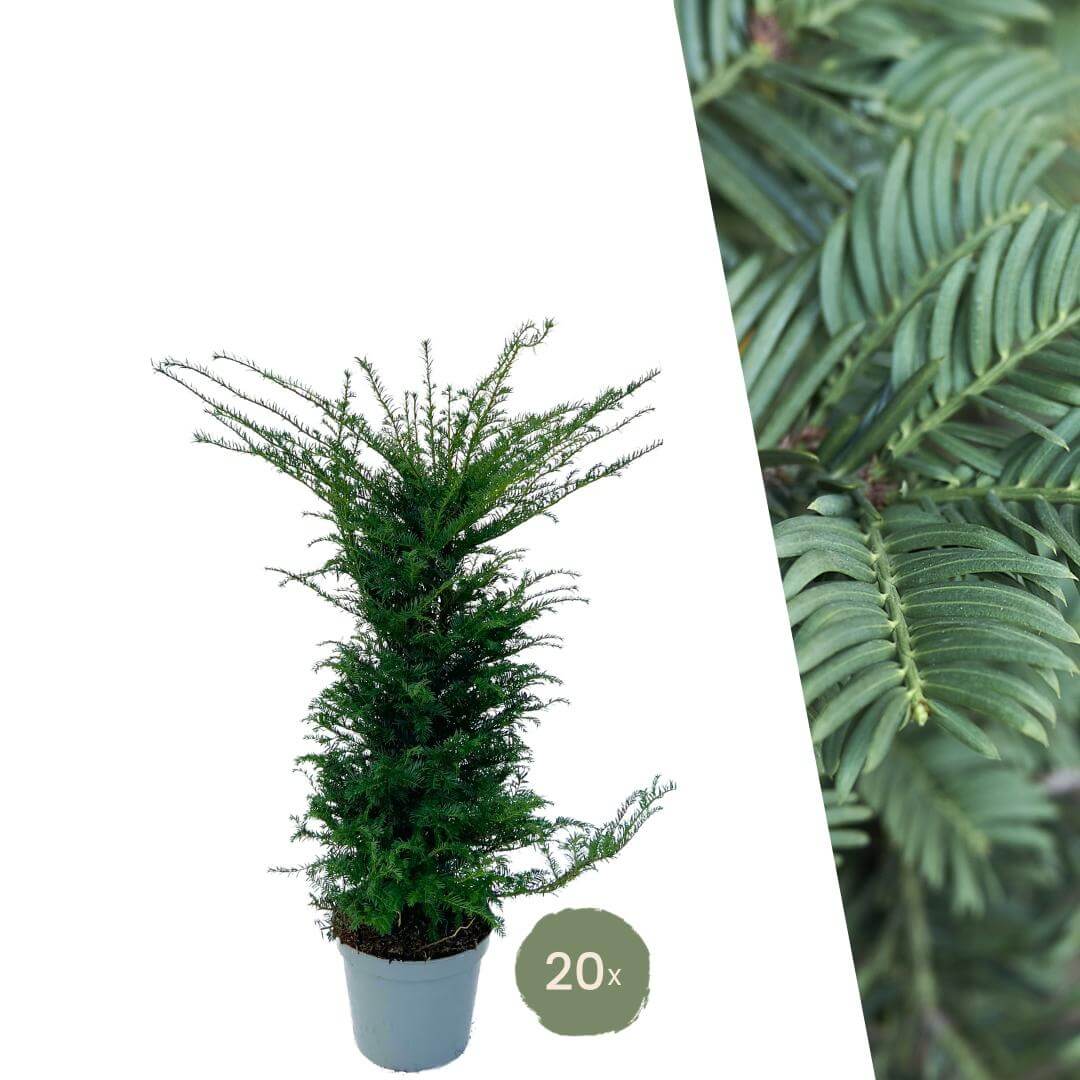 Grote taxus planten voor 10 strekkende meter haag | - 12L - 20 x | ↨ 100-125 cm