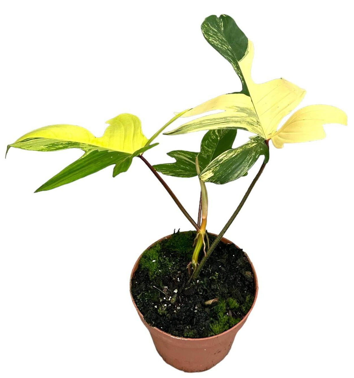 Philodendron Florida Beauty Variegata - Ø17cm - ↕30cm