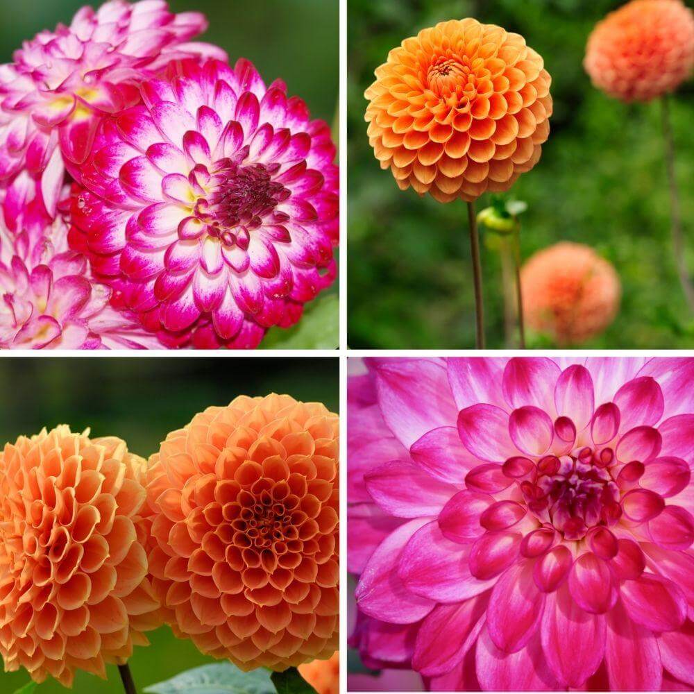 Flowerbulbs Amsterdam - Mix Pompon Splash, Dahlia Little Robert & Dahlia Ralphie, 2 stuks